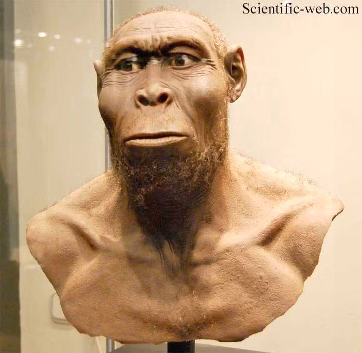  2. Homo rudolfensis. Thời gian sống: Khoảng 2,4 - 1,9 triệu năm trước. Đặc điểm: Có hộp sọ lớn và khuôn mặt phẳng hơn Homo habilis. Các nhà khoa học tranh cãi về việc liệu H. rudolfensis có phải là một loài riêng biệt hay là biến thể của H. habilis. Ảnh: Pinterest.