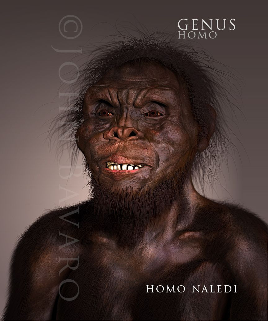  10. Homo naledi. Thời gian sống: Khoảng 335.000 - 236.000 năm trước. Đặc điểm: Được tìm thấy ở Nam Phi với đặc điểm vừa giống người nguyên thủy vừa giống người hiện đại, cho thấy đây là một loài Homo tiến hóa độc lập. Ảnh: Pinterest.