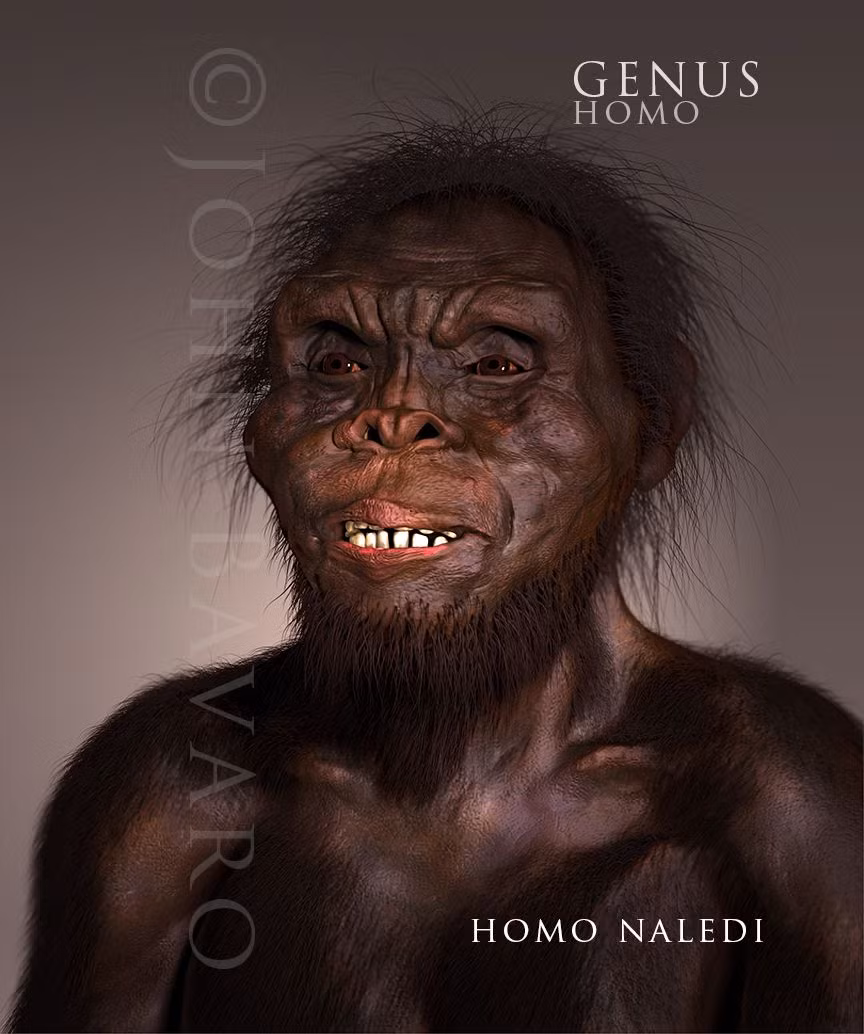  10. Homo naledi. Thời gian sống: Khoảng 335.000 - 236.000 năm trước. Đặc điểm: Được tìm thấy ở Nam Phi với đặc điểm vừa giống người nguyên thủy vừa giống người hiện đại, cho thấy đây là một loài Homo tiến hóa độc lập. Ảnh: Pinterest.