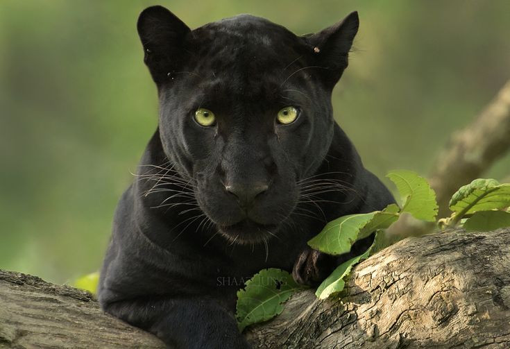 Đây không phải là một loài riêng vì không có sự cách ly giao phối với các nhóm khác. Ảnh: Pinterest.