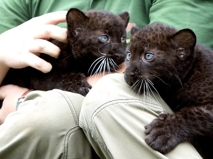 Trong một lứa của cặp báo bố mẹ bình thường có thể sinh ra các cá thể mang và không mang đột biến màu đen. Ảnh: Pinterest.