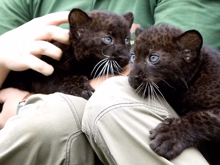 Trong một lứa của cặp báo bố mẹ bình thường có thể sinh ra các cá thể mang và không mang đột biến màu đen. Ảnh: Pinterest.