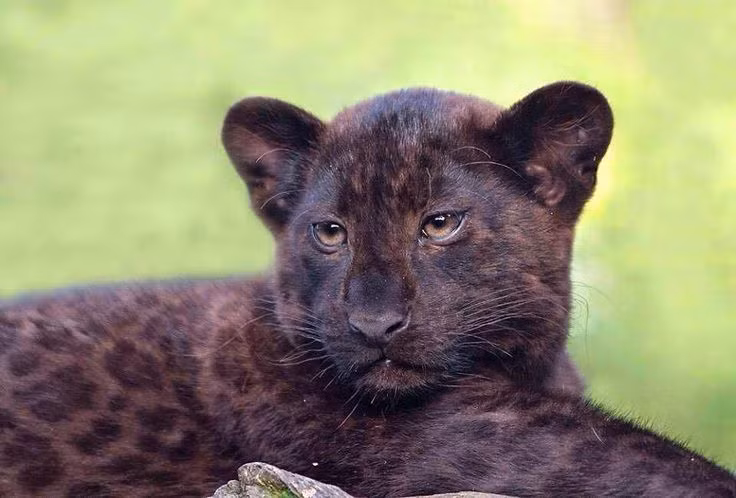 Theo thống kê, đột biến melanin xảy ra ở khoảng 11% báo trên toàn cầu. Dạng đột biến này có nhiều mức độ khác nhau, từ không rõ nét đến rõ nét. Ảnh: Pinterest.