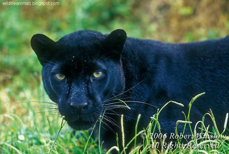 Theo các nhà khoa học, báo đen là một dạng biến dị di truyền về màu sắc xảy ra đối với loài báo. Các cá thể này có màu đen do mang đột biến gen liên quan đến quá trình chuyển hóa melanin. Ảnh: Pinterest.