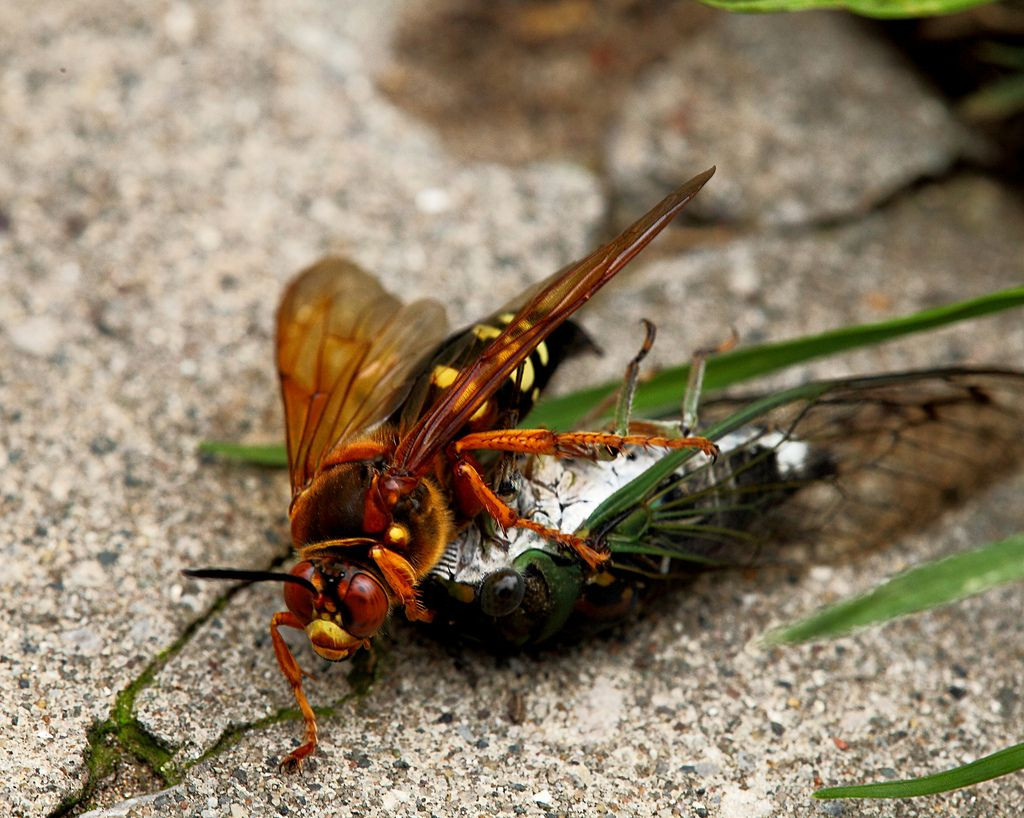 Ong cự. Loài ong này chuyên săn các loài ve sầu. Chúng cắn vào con mồi, làm tê liệt, sau đó mang về tổ để làm thức ăn cho ấu trùng. Ảnh: Pinterest.