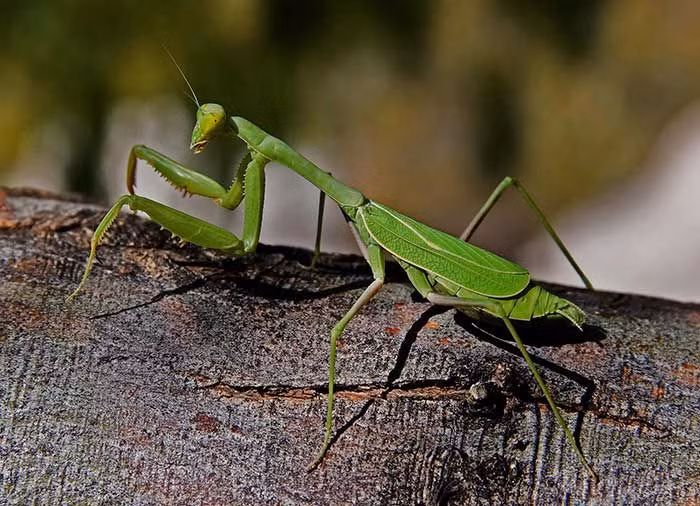  Bọ ngựa. Bọ ngựa là loài côn trùng săn mồi lừng danh với khả năng ngụy trang và phản xạ cực nhanh. Chúng thường bất động để rình mồi và tấn công chớp nhoáng với chân trước đầy gai, kẹp chặt con mồi trước khi ăn tươi nuốt sống. Ảnh: Pinterest.