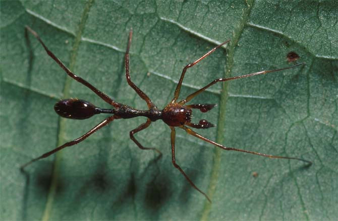  Nhện ăn kiến. Đây là loài nhện chuyên giả dạng kiến để đánh lừa và săn các loài kiến khác. Bằng cách di chuyển và trông giống hệt kiến, chúng dễ dàng tiếp cận con mồi mà không bị phát hiện. Ảnh: Pinterest.