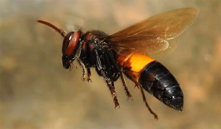  Ong sát thủ. Ong sát thủ có miệng hình vòi dùng để đâm vào cơ thể con mồi, sau đó tiêm chất tiêu hóa vào và hút hết chất dinh dưỡng bên trong. Ảnh: Pinterest.