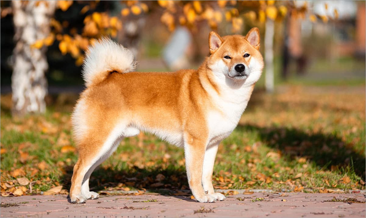 Để duy trì và phát triển vận may tài lộc này, người tuổi Tuất cần phải đặc biệt chú trọng đến việc duy trì mối quan hệ cá nhân và xây dựng một mạng lưới hỗ trợ vững mạnh. Tuy nhiên, họ cũng cần học cách đặt giới hạn trong việc thông cảm và giúp đỡ người khác, nhằm tránh việc quá mức hy sinh bản thân và đảm bảo rằng họ không làm mất đi cơ hội của chính mình.