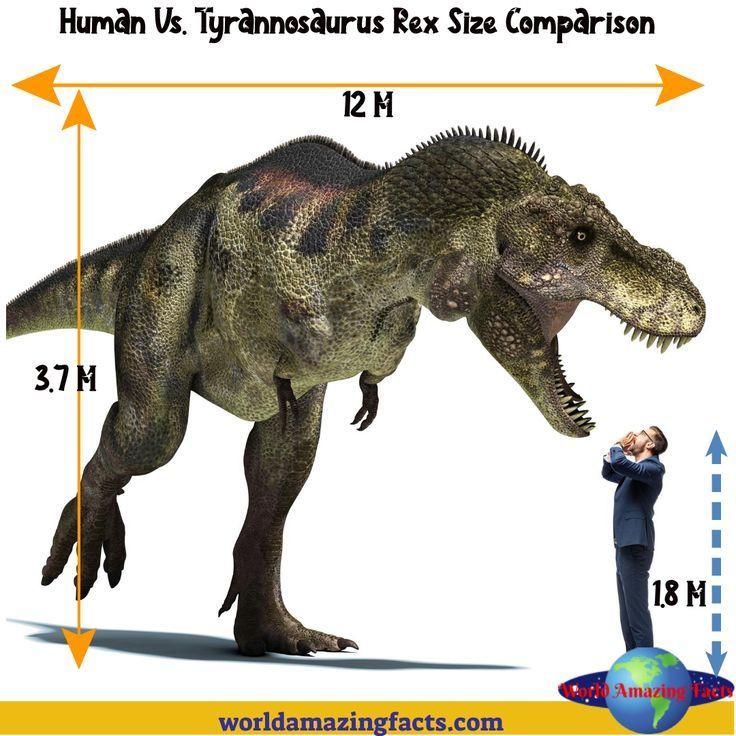  Sự thích nghi của con người: Sự phát triển của con người có thể bị hạn chế hoặc chậm lại nếu phải cạnh tranh với những loài động vật khổng lồ và nguy hiểm. Chúng ta có thể sẽ sống trong các khu vực được bảo vệ và có những phương thức phòng vệ đặc biệt để tránh bị đe dọa bởi các loài khủng long ăn thịt. Ảnh: Pinterest.