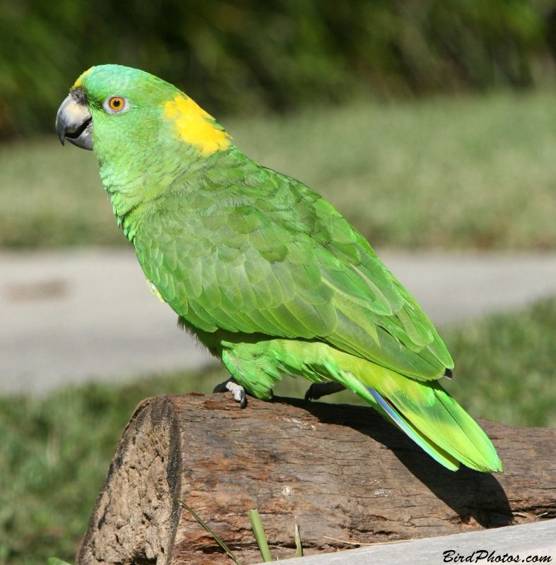  Vẹt gáy vàng (Yellow-naped Amazon): Loài vẹt xuất xứ từ rừng Amazon này nổi tiếng với khả năng bắt chước giọng nói và khả năng học hỏi nhanh chóng. Ảnh: Pinterest