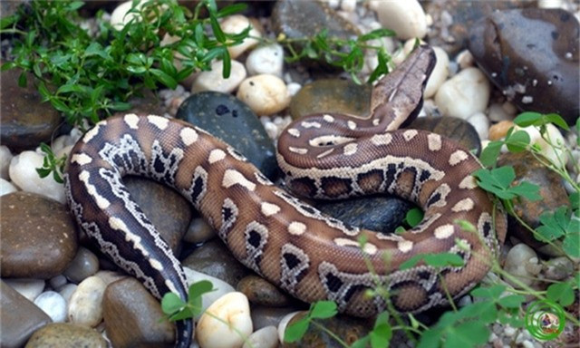  Trăn cộc Python brongersmai: Trăn cộc là loài trăn nhỏ nhất trong “tam đại mãng xà” Việt Nam. Chiều dài của chúng chỉ khoảng 2m. Tuy nhiên, đây là loài hiếm nhất, chủ yếu chỉ có ở miền Nam Việt Nam.