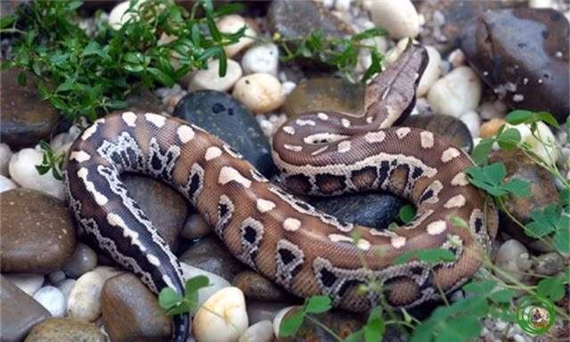  Trăn cộc Python brongersmai: Trăn cộc là loài trăn nhỏ nhất trong “tam đại mãng xà” Việt Nam. Chiều dài của chúng chỉ khoảng 2m. Tuy nhiên, đây là loài hiếm nhất, chủ yếu chỉ có ở miền Nam Việt Nam.