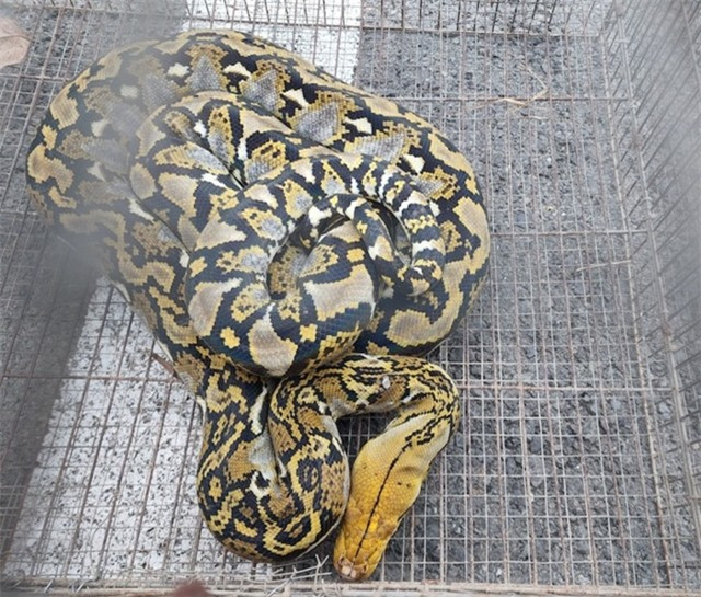  Trăn gấm Python reticulatus: Đây là loài trăn rất nổi tiếng vì hoa văn độc đáo của mình. Chúng thường dài 6 – 7m, đầu dài, nhỏ, màu nâu hoặc vàng nhạt. 