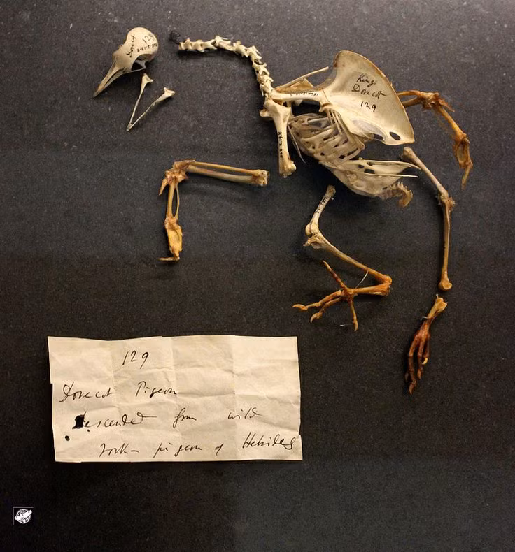  Darwin nghiên cứu bồ câu để chứng minh tiến hóa. Darwin nuôi và lai tạo bồ câu để chứng minh sự chọn lọc tự nhiên, vì bồ câu có nhiều giống khác nhau nhưng đều có nguồn gốc từ một tổ tiên chung. Ảnh: Pinterest.