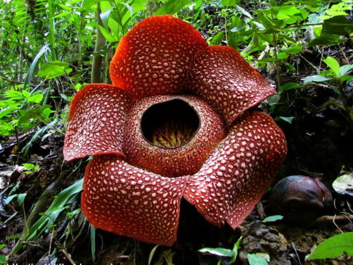  1. Rafflesia arnoldii (Hoa xác thối). Xuất xứ: Đông Nam Á (Indonesia, Malaysia). Đặc điểm: Đây là loài hoa lớn nhất thế giới, có đường kính lên tới 1 mét và nặng khoảng 10 kg. Hoa tỏa ra mùi thối như xác chết để thu hút các loài côn trùng như ruồi giúp thụ phấn. Ảnh: Pinterest.