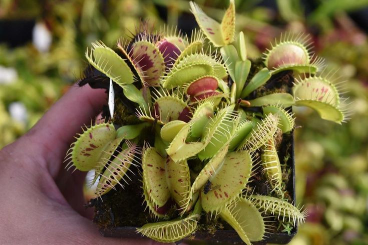  6. Dionaea muscipula (Cây bắt ruồi Venus). Xuất xứ: Đông Nam châu Mỹ. Đặc điểm: Loài thực vật này có khả năng bắt côn trùng bằng cách đóng các lá bẫy nhanh chóng khi con mồi chạm vào các sợi lông cảm biến trên lá. Ảnh: Pinterest.