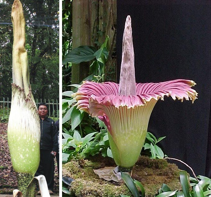  3. Amorphophallus titanum (Cây hoa xác thối khổng lồ). Xuất xứ: Sumatra, Indonesia. Đặc điểm: Loài hoa này có thân hoa cao tới 3 mét và cũng tỏa ra mùi hôi thối đặc trưng để thu hút ruồi và bọ cánh cứng để thụ phấn. Ảnh: Pinterest.