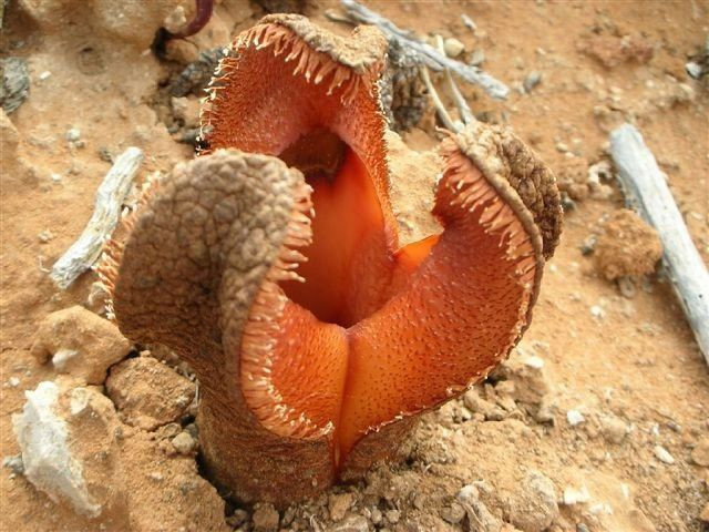  4. Hydnora africana. Xuất xứ: Nam Phi. Đặc điểm: Đây là loài cây ký sinh với hoa trông giống như hàm cá mập và có mùi hôi để thu hút côn trùng đến thụ phấn. Ảnh: Pinterest.