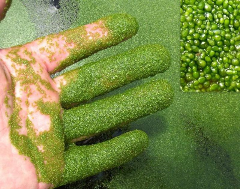  10. Wolffia (Cây bèo phấn). Xuất xứ: Toàn cầu, gồm Việt Nam (vùng nước ngọt). Đặc điểm: Đây là loài thực vật nhỏ nhất thế giới, mỗi cây chỉ có kích thước khoảng 1 mm và thường không có rễ. Ảnh: Pinterest.