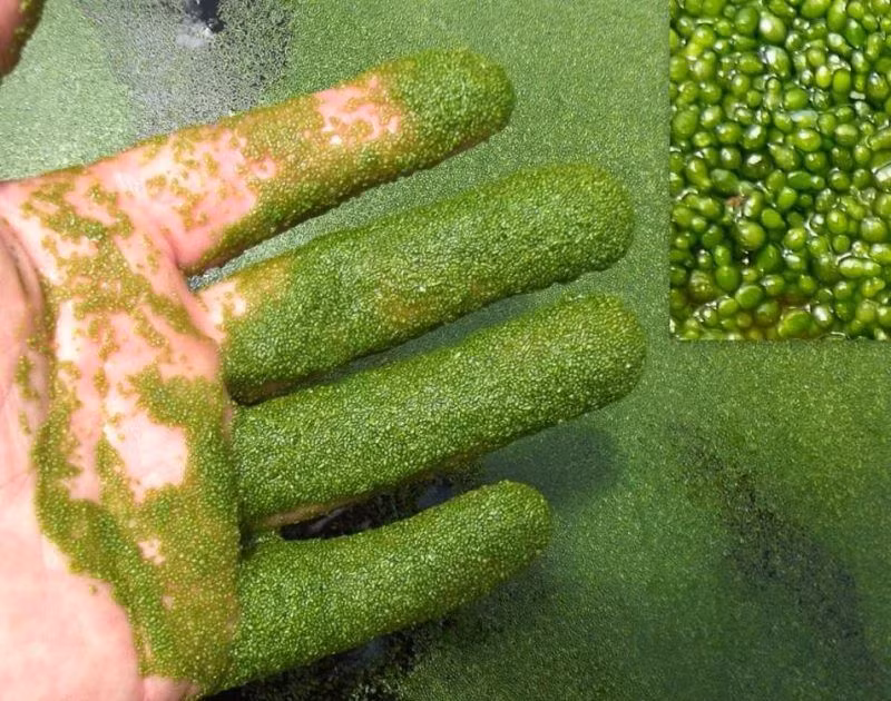  10. Wolffia (Cây bèo phấn). Xuất xứ: Toàn cầu, gồm Việt Nam (vùng nước ngọt). Đặc điểm: Đây là loài thực vật nhỏ nhất thế giới, mỗi cây chỉ có kích thước khoảng 1 mm và thường không có rễ. Ảnh: Pinterest.