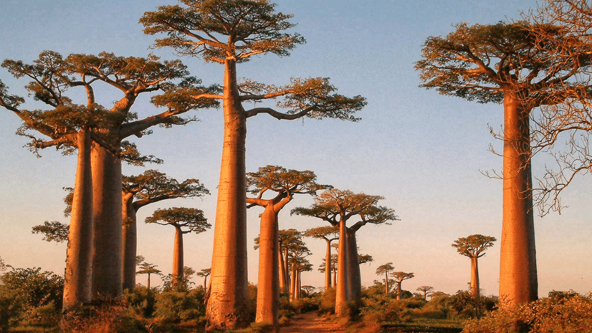  9. Baobab (Cây bao báp). Xuất xứ: Châu Phi, Madagascar, Úc. Đặc điểm: Những cây này có thân phình to khổng lồ để trữ nước, và có thể sống hàng nghìn năm. Ảnh: Pinterest.