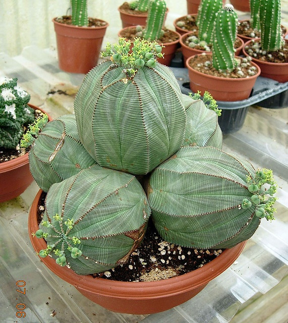  12. Euphorbia obesa (Cây bóng chày). Xuất xứ: Nam Phi. Đặc điểm: Loài cây mọng nước có hình dạng tròn và thân mập mạp giống như một quả bóng chày, giúp nó trữ nước trong điều kiện khô cằn. Ảnh: Pinterest.