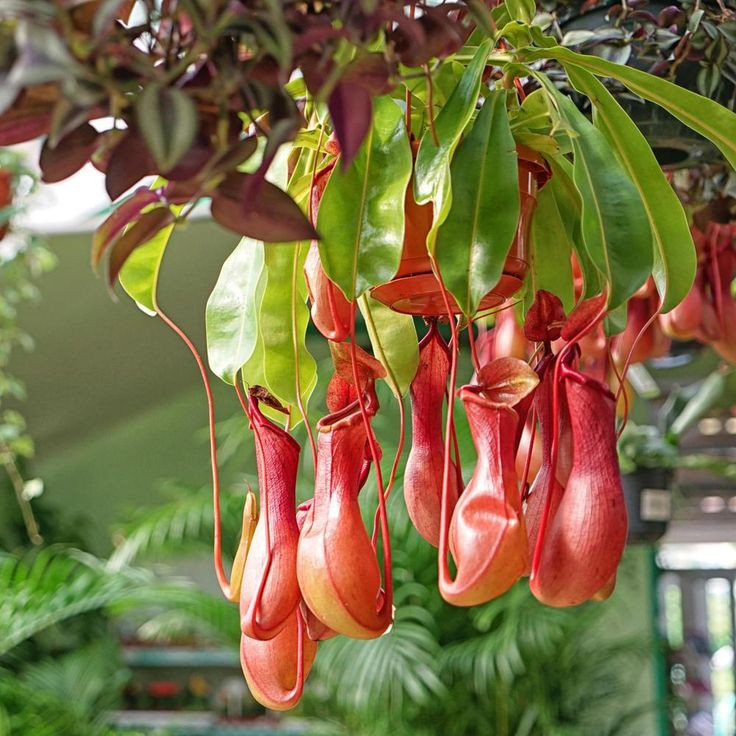  5. Nepenthes (Cây nắp ấm). Xuất xứ: Đông Nam Á (gồm Việt Nam), Madagascar, Australia. Đặc điểm: Loài cây ăn thịt này phát triển những chiếc bình chứa chất dịch để bẫy và tiêu hóa côn trùng. Ảnh: Pinterest.