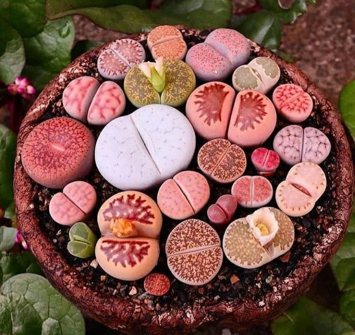  13. Lithops (Cây đá sống). Xuất xứ: Nam Phi. Đặc điểm: Đây là loài cây mọng nước có hình dạng và màu sắc giống hệt những viên đá, giúp nó ngụy trang trong môi trường sa mạc. Ảnh: Pinterest.