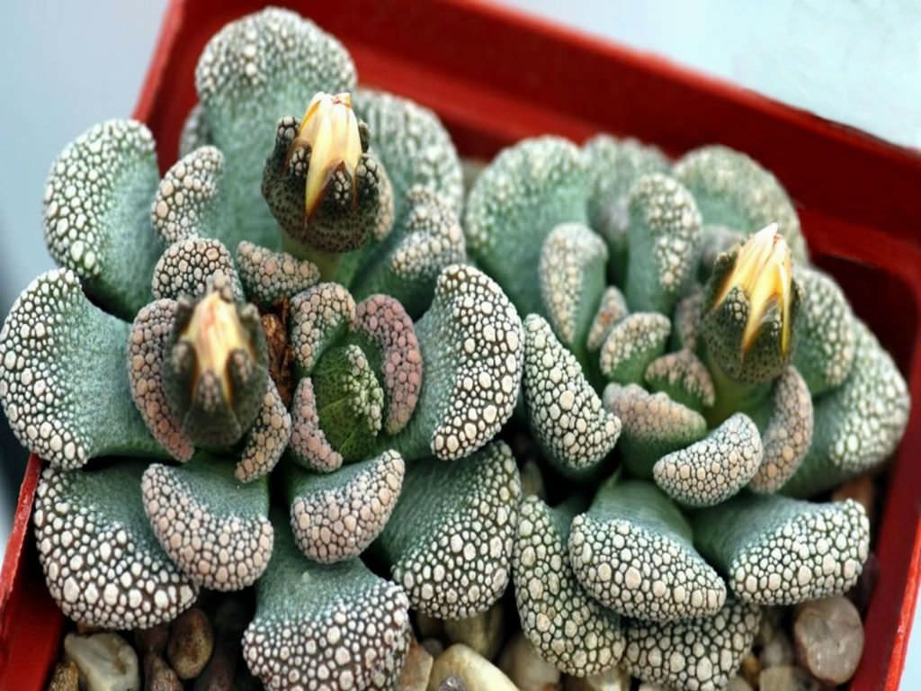  11. Titanopsis calcarea (Cây Titanopsis). Xuất xứ: Nam Phi. Đặc điểm: Loài cây mọng nước này có bề mặt gồ ghề và màu sắc giống đá, giúp chúng ngụy trang hoàn hảo trong môi trường đầy sỏi đá. Ảnh: Pinterest.