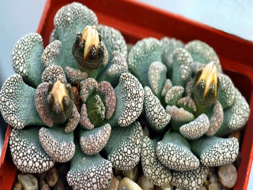  11. Titanopsis calcarea (Cây Titanopsis). Xuất xứ: Nam Phi. Đặc điểm: Loài cây mọng nước này có bề mặt gồ ghề và màu sắc giống đá, giúp chúng ngụy trang hoàn hảo trong môi trường đầy sỏi đá. Ảnh: Pinterest.