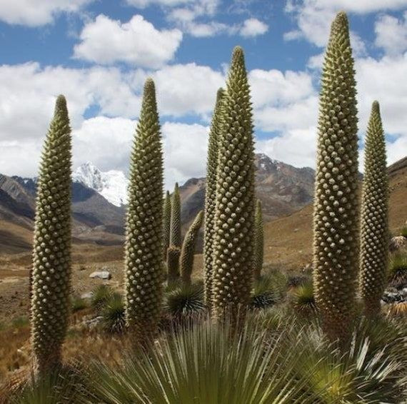  8. Puya raimondii (Nữ hoàng của dãy Andes). Xuất xứ: Dãy Andes (Nam Mỹ). Đặc điểm: Đây là loài cây lớn nhất trong họ dứa, có thể phát triển tới 10-12 mét và chỉ ra hoa một lần trong đời khi đạt khoảng 80-100 năm tuổi. Ảnh: Pinterest.