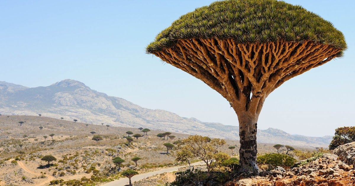  7. Dracaena cinnabari (Cây huyết rồng). Xuất xứ: Đảo Socotra, Yemen. Đặc điểm: Loài cây này có tán cây như chiếc lọng, nhựa màu đỏ giống như máu, được sử dụng trong y học cổ truyền và làm thuốc nhuộm. Ảnh: Pinterest.