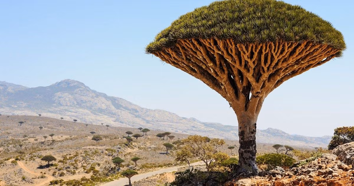  7. Dracaena cinnabari (Cây huyết rồng). Xuất xứ: Đảo Socotra, Yemen. Đặc điểm: Loài cây này có tán cây như chiếc lọng, nhựa màu đỏ giống như máu, được sử dụng trong y học cổ truyền và làm thuốc nhuộm. Ảnh: Pinterest.