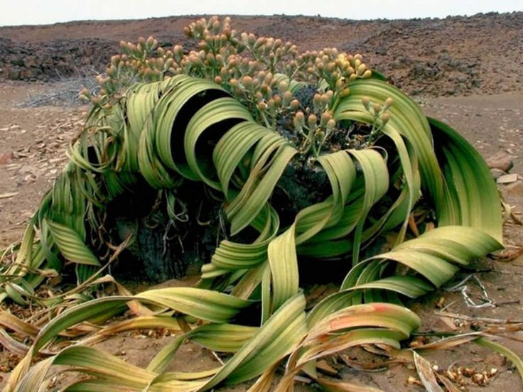  2. Welwitschia mirabilis (gắm Angola). Xuất xứ: Namibia. Đặc điểm: Đây là loài cây sống rất lâu với hai lá duy nhất trong suốt cuộc đời. Chúng có thể sống hơn 1.000 năm trong điều kiện khô hạn của sa mạc. Ảnh: Pinterest.