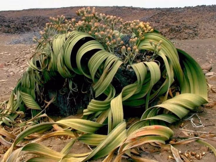  2. Welwitschia mirabilis (gắm Angola). Xuất xứ: Namibia. Đặc điểm: Đây là loài cây sống rất lâu với hai lá duy nhất trong suốt cuộc đời. Chúng có thể sống hơn 1.000 năm trong điều kiện khô hạn của sa mạc. Ảnh: Pinterest.