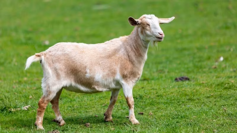 Tử vi học có nói, không những gặt hái được những thành tựu trong sự nghiệp, con giáp này còn có thể gặp được những vận may bất ngờ về tiền bạc. Ngoài ra, người tuổi Mùi nào đang học hành, thi cử thì cũng dễ có được kết quả tốt.