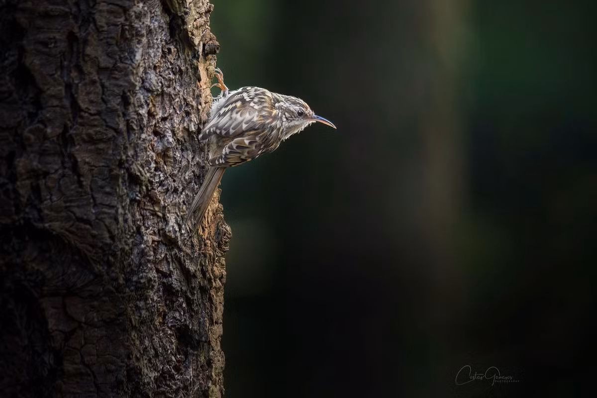 Sinh sống trên các vùng núi cao của Việt Nam, chim đuôi cứng (Certhia manipurensis) là một loài chim mang cái tên khá thú vị. Ảnh: Zoom.nl.