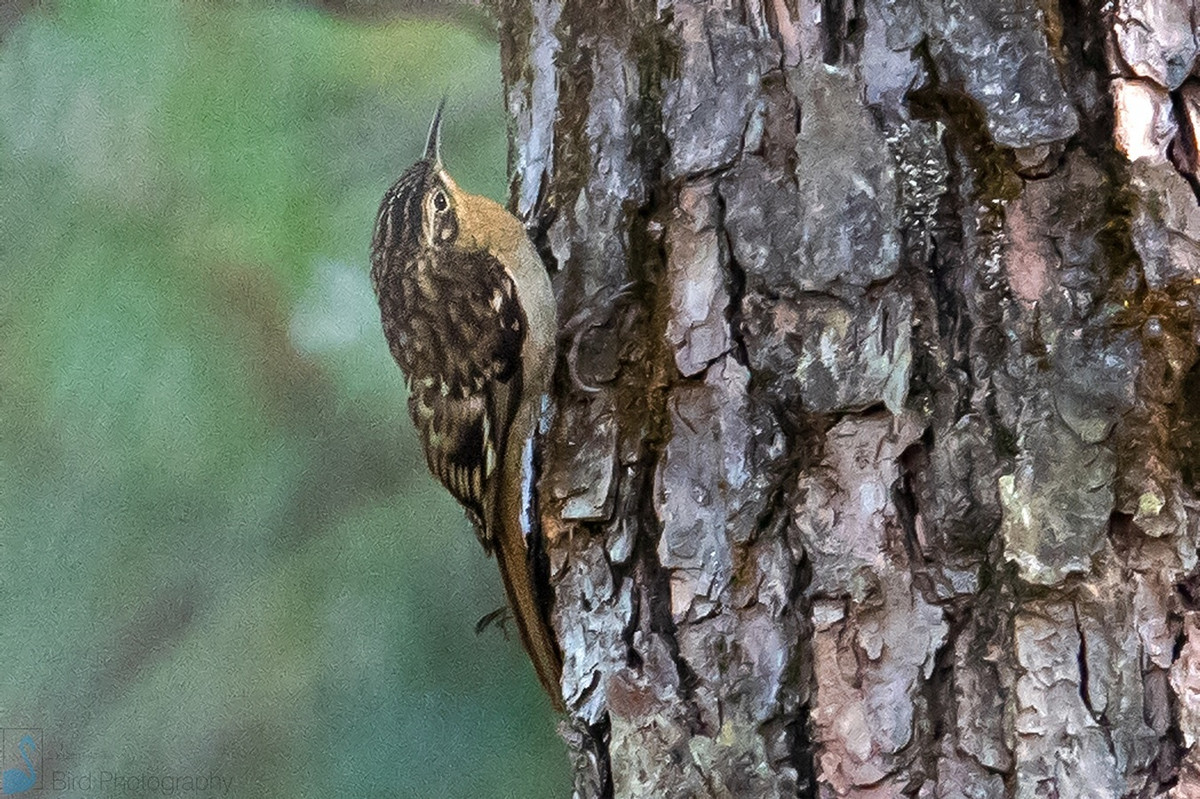 Đây là loài định cư hiếm tại khu vực Tây Bắc, tương đối phổ biến tại phía Tây của Nam Trung Bộ, có thể quan sát tại các VQG Hoàng Liên Sa Pa, Bidoup Núi Bà. Ảnh: kothiala / Instagram.