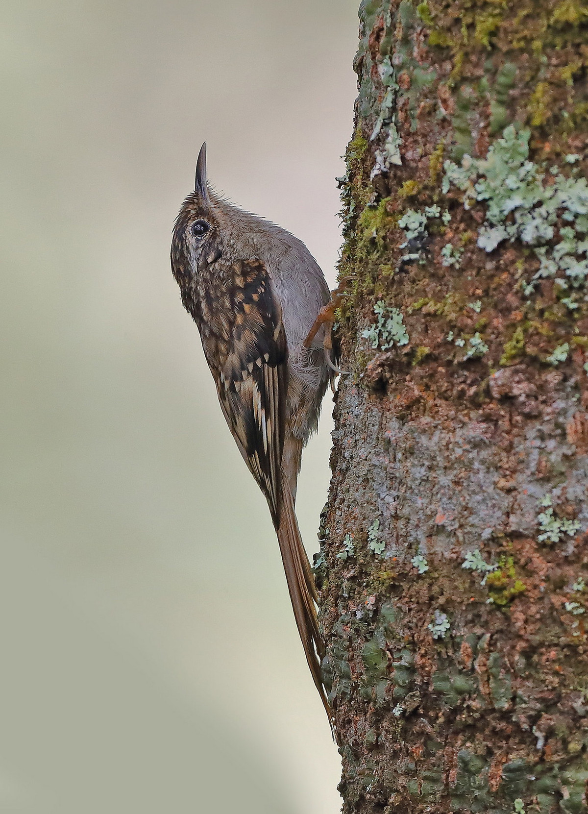 Mùa sinh sản của chúng kéo dài từ tháng 1 đến tháng 7 hàng năm, mỗi lứa đẻ 3 đến 4 trứng. Ảnh: Sheau Torng Lim / Flickr.