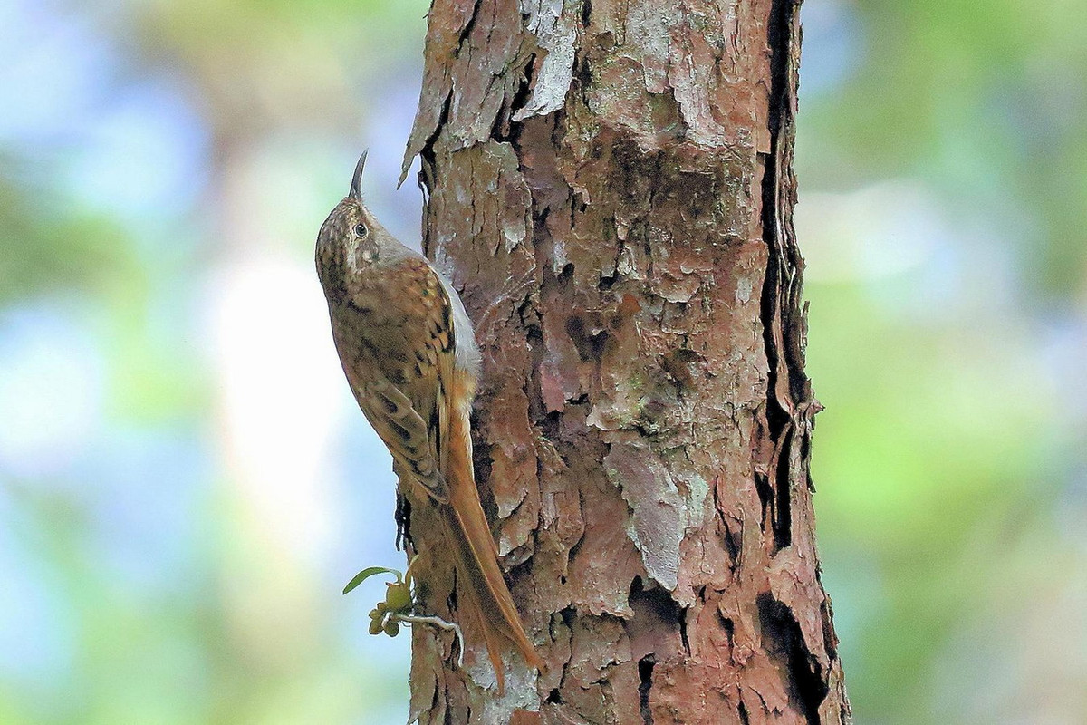 Tại Việt Nam, chim đuôi cứng sống ở các khu rừng lá rộng thường xanh, rừng hỗn giao giữa rừng thường xanh và rừng thông, phân bố từ độ cao 1.370-3.000 mét. Ảnh: BirdsEye Photography.