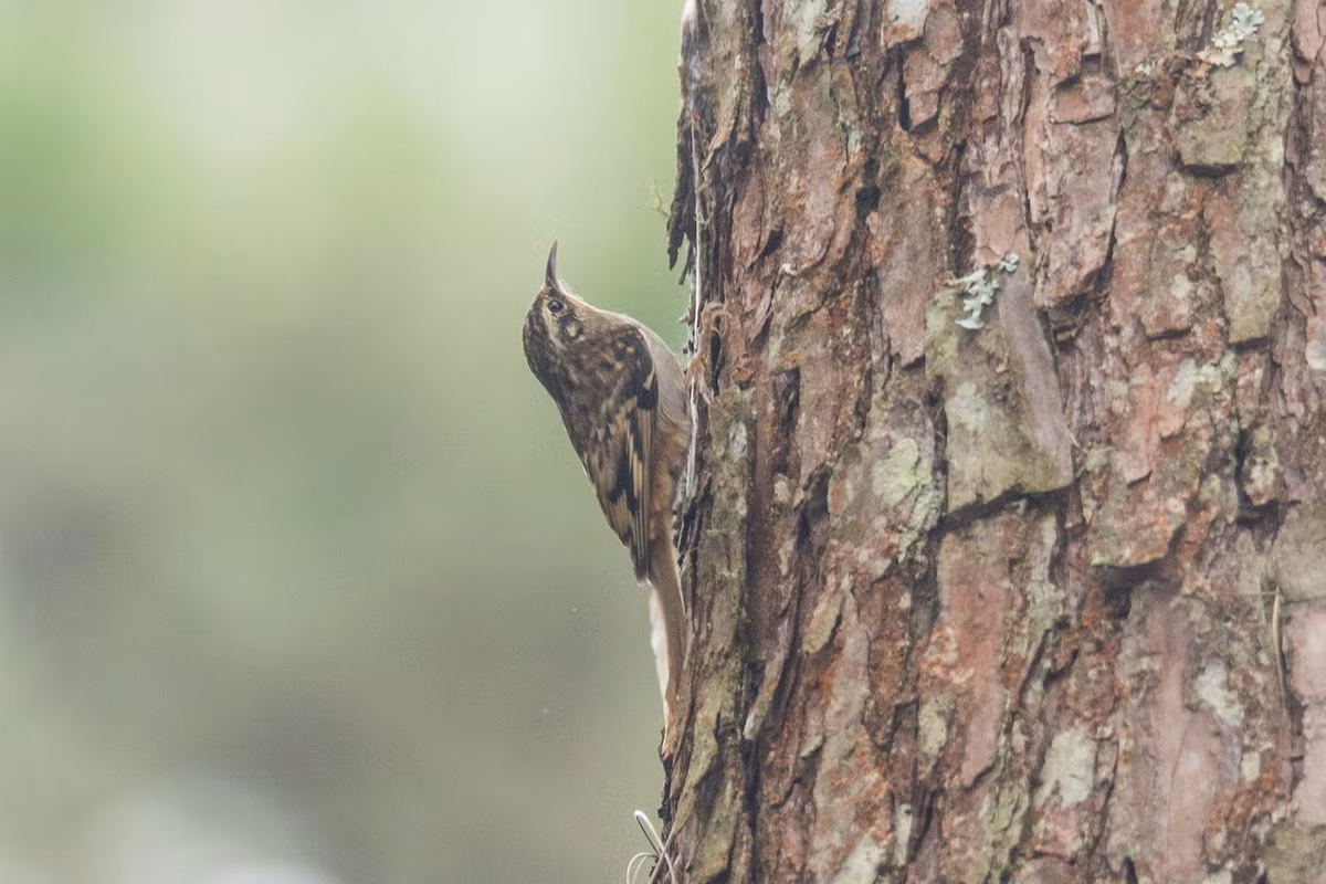 Họng và phần dưới cơ thể xám, dưới đuôi hung nhạt, viền mắt xám nhạt không rõ ràng, mỏ nhọn và nhỏ, cong xuống dưới, trên đuôi hung nhạt. Ảnh: iNaturalist.