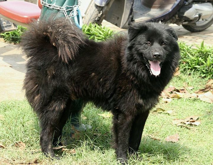 Giống chó này chủ yếu được người H’mông ở miền Bắc Việt Nam sử dụng làm chó săn và chó bảo vệ. Đặc biệt có nhiều ở huyện Bắc Hà và huyện Si Ma Cai, tỉnh Lào Cai. Ảnh: Siêu Pet. Ảnh: Pinterest.