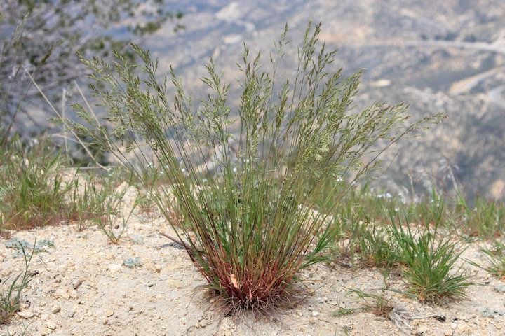  Cỏ lạc đà (Panicum turgidum). Loài cỏ này là một trong những thức ăn chính của lạc đà và các động vật sa mạc khác. Cỏ lạc đà có rễ sâu, thân mọng nước và phát triển nhanh sau mỗi cơn mưa ngắn ngủi. Ảnh: Pinterest.