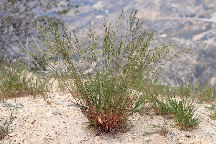  Cỏ lạc đà (Panicum turgidum). Loài cỏ này là một trong những thức ăn chính của lạc đà và các động vật sa mạc khác. Cỏ lạc đà có rễ sâu, thân mọng nước và phát triển nhanh sau mỗi cơn mưa ngắn ngủi. Ảnh: Pinterest.
