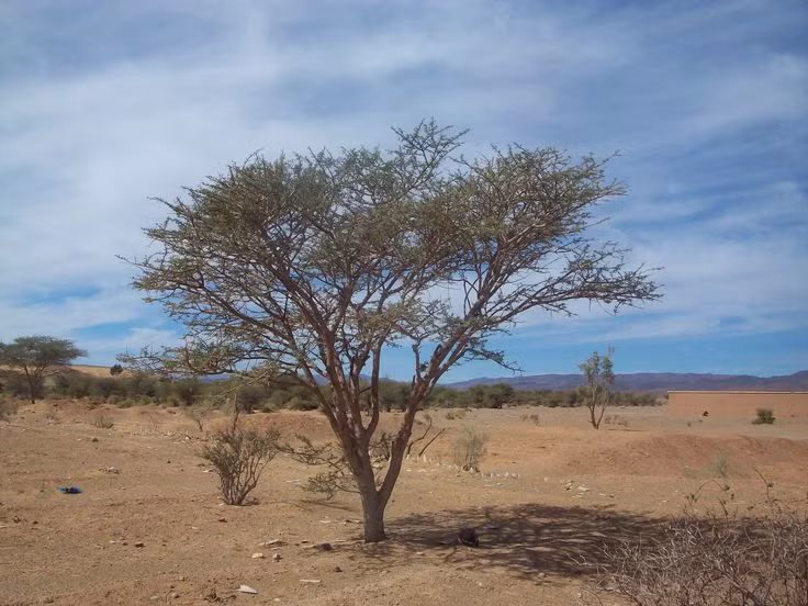  Cây keo Sahara (Acacia tortilis). Loài cây này có khả năng chịu đựng cực tốt trước nhiệt độ cao và thiếu nước. Cây có lá nhỏ và gai để giảm thoát hơi nước. Đây cũng là nguồn thức ăn và bóng râm cho các loài động vật trong sa mạc. Ảnh: Pinterest.