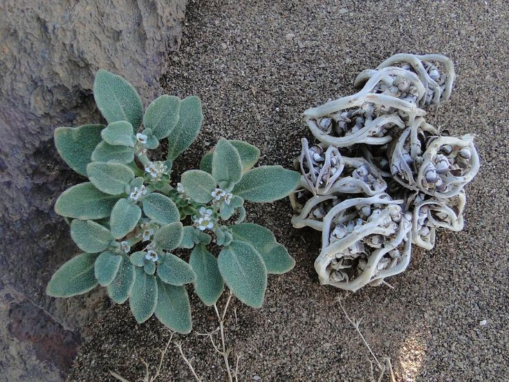  Cây húng quế sa mạc (Anastatica hierochuntica). Còn gọi là cây “thập từ hồi sinh”, đây là loài thực vật có khả năng sống sót kỳ diệu. Khi gặp điều kiện khô cằn, nó sẽ cuộn lại và khô héo, nhưng khi tiếp xúc với nước, nó sẽ nở rộ trở lại. Ảnh: Pinterest.