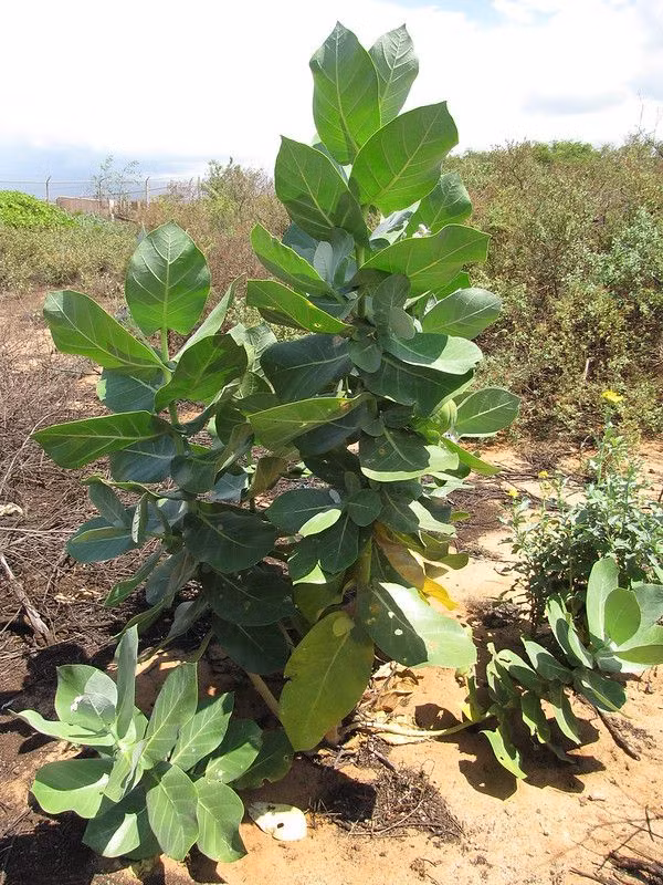  Cây sodom (Calotropis procera). Đây là một loài cây có khả năng sống sót trong điều kiện khô cằn. Thân cây chứa nhựa độc, giúp bảo vệ nó khỏi động vật ăn cỏ và cũng là nguồn dược liệu trong y học dân gian. Ảnh: Pinterest.
