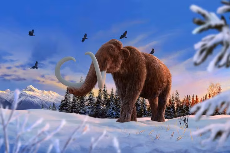  12. Ngà voi ma mút được sử dụng thay ngà voi hiện đại: Để tránh săn bắt voi châu Phi lấy ngà, ngà voi ma mút được khai thác từ các vùng băng giá ở Nga và bán hợp pháp trên thị trường để thay thế. Ảnh: Pinterest.