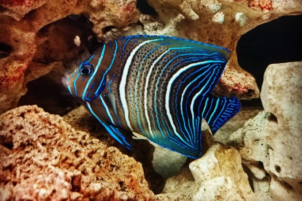  8. Cá bướm gai (Pomacanthidae). Cá bướm gai có màu sắc nổi bật và hoa văn phức tạp. Chúng thường ăn tảo và động vật không xương sống nhỏ trong rạn san hô. Ảnh: Pinterest.